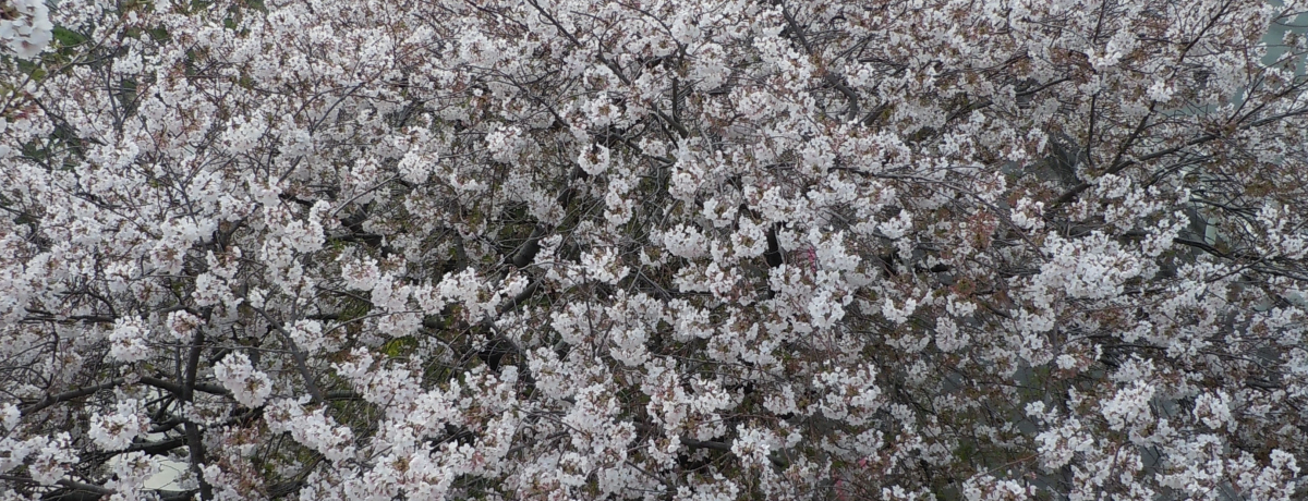 500�N��1�l�̖��m�ƌ���ꂽ����B�T�t��䂩��̒n�`���Îs���`