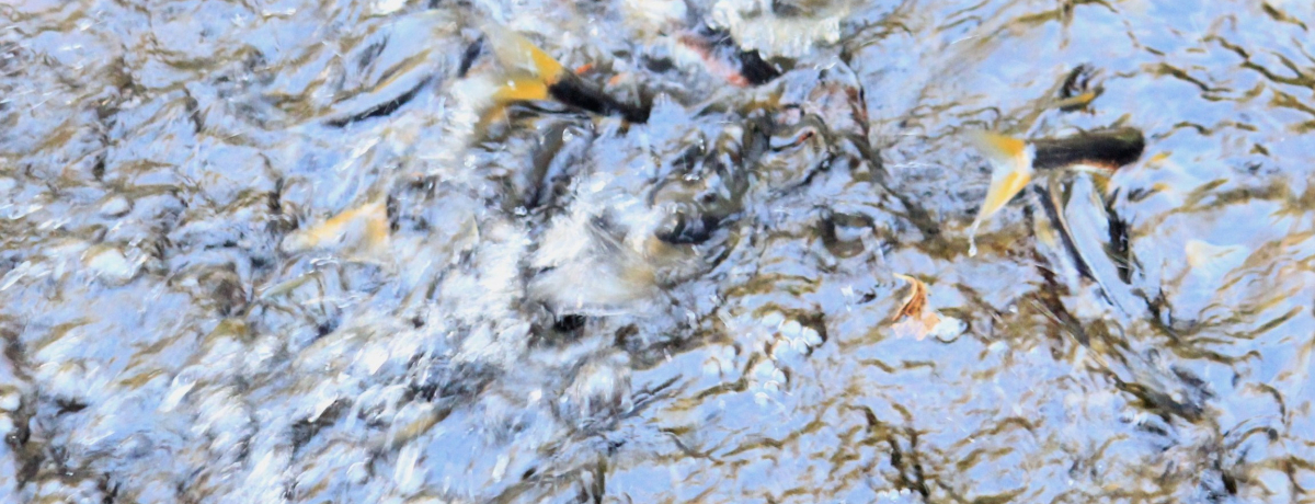 SI`c죂ŌA{Xɋ߂̑kI``