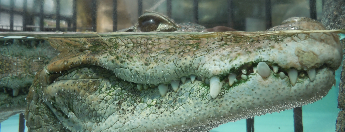 ���j�b�R�܂���I���ɓ��̓S�X�|�b�g�u�M��o�i�i���j���v