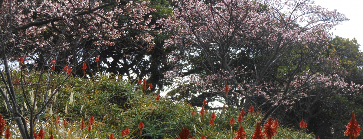 {ꑁtHIɓlG̉ԌuP܂v