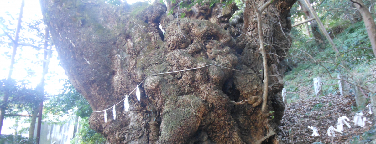 �S�����ʂ̑��I���m�̃p���[�X�|�b�g�E�ɓ��s�u�����_�Ёv