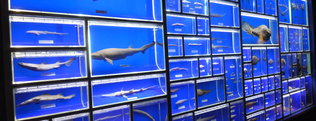 {B̊CmwtفIÉsuCwCmȊwفv