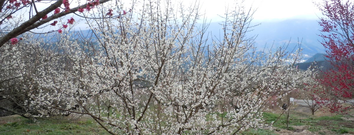 1500{̔~炫ւIɓE~сu~܂v