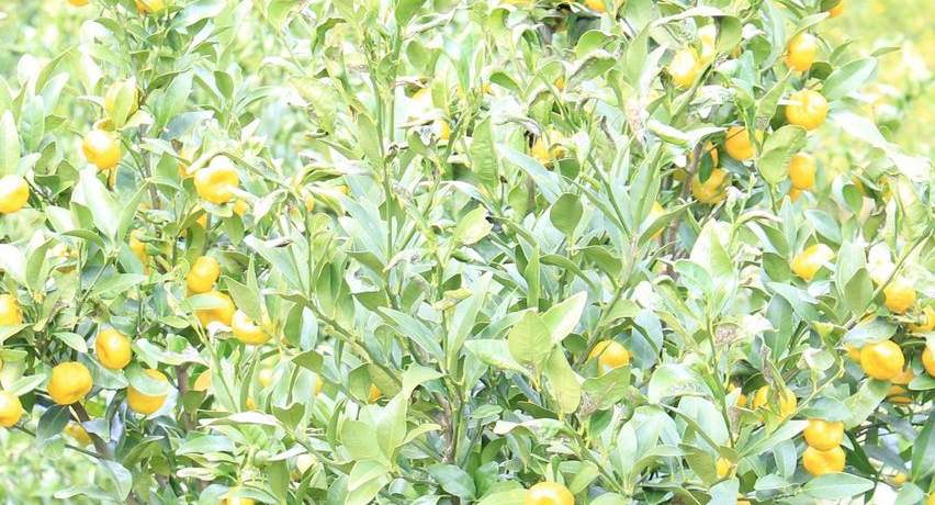 ����A���̕�ɁI���ɓ��E�˓c�n��̋M�d�ȐA������Ԃ̌���