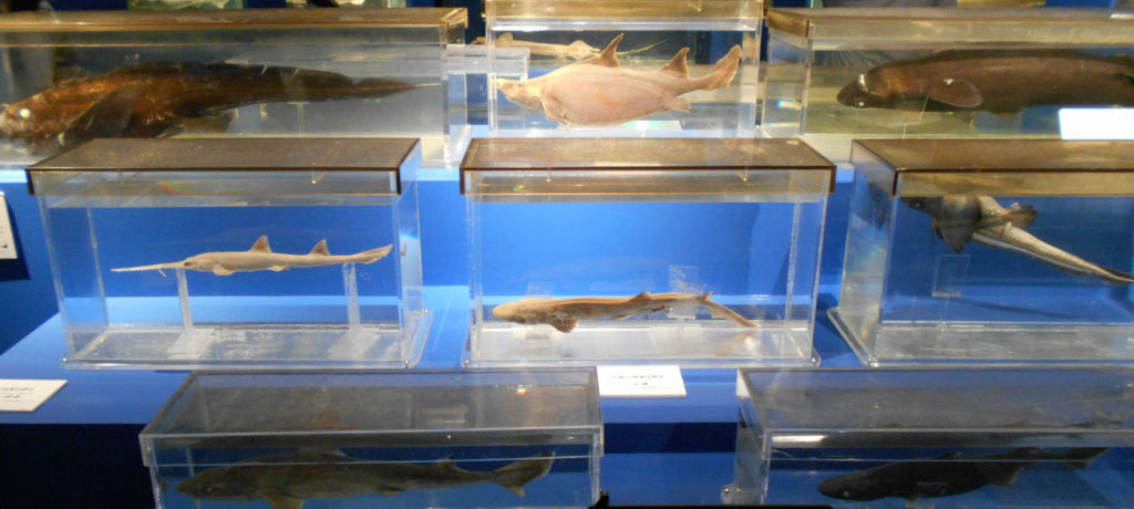 ���E�L���̐[�C����W���I���Îs�˓c�u�x�͘p�[�C�����فv