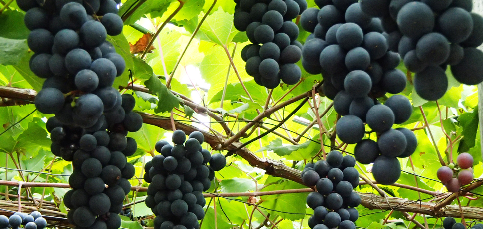 �������Ă̂Ԃǂ��Ɖ���I�R�`�ԓ�����ŐS�͂��ނԂǂ����I