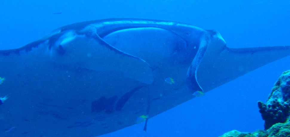 LCC�ł����ȉ^���I�ē��̑����Ί_���E�약�p����A�}���^�Ɉ����Ƀx�X�g�V�[�Y���̊C�ցI
