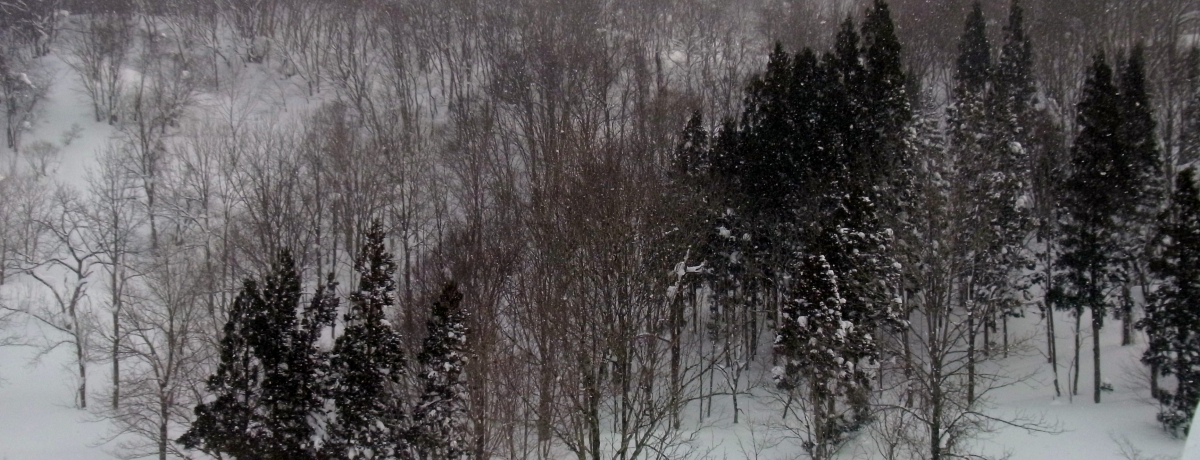 ��i�I��ʂ̋␢�E������p���[�X�|�b�g�R�`�E���R�̃X�m�[�V���[�Ɛጩ������y�������I