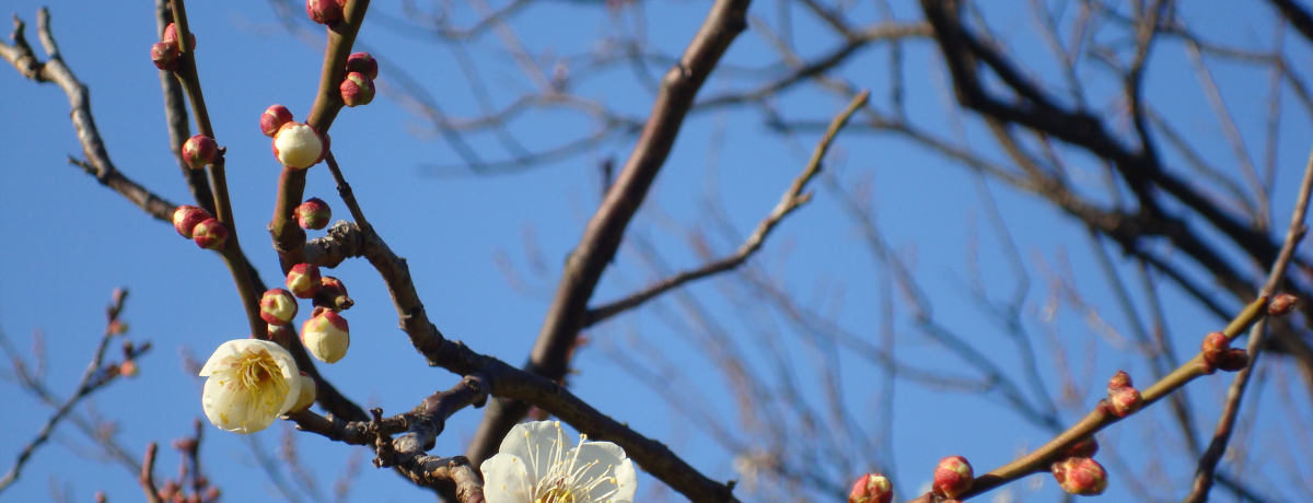 su~̖v5IIʖgtԁhςɍs܂񂩁H