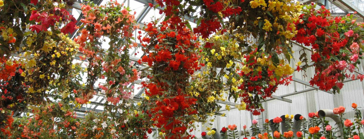 �C���~�l�[�V�������f���炵���Ȃ΂Ȃ̗��́A�x�R�j�A�K�[�f�������X�X��