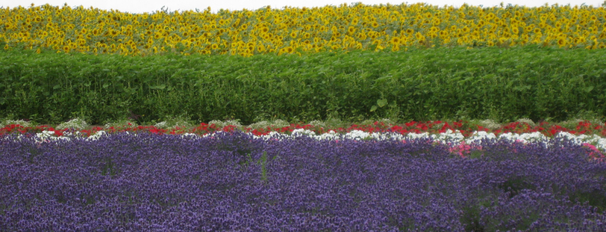 �f�G�I�u�₩�I�k�C���炵���i�F���L����u���l�̋u�v