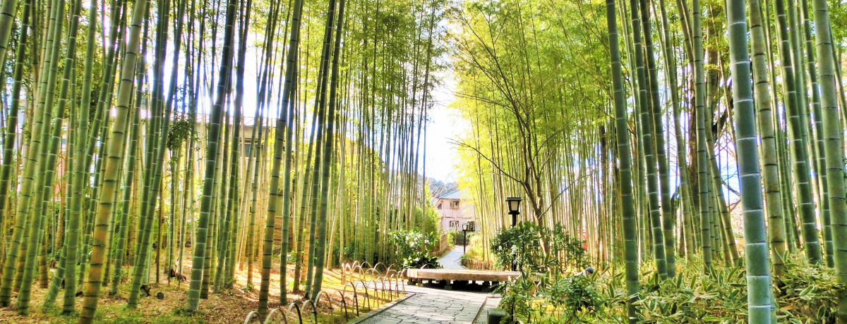 �~�V�������Q���I�ɓ��u�C�P������v�̂����ߊό��n�T�I