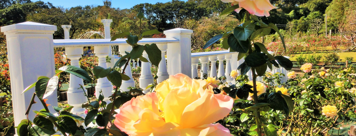 tƏHɌJI閧̉ԉusEcΒn΂牑vōy