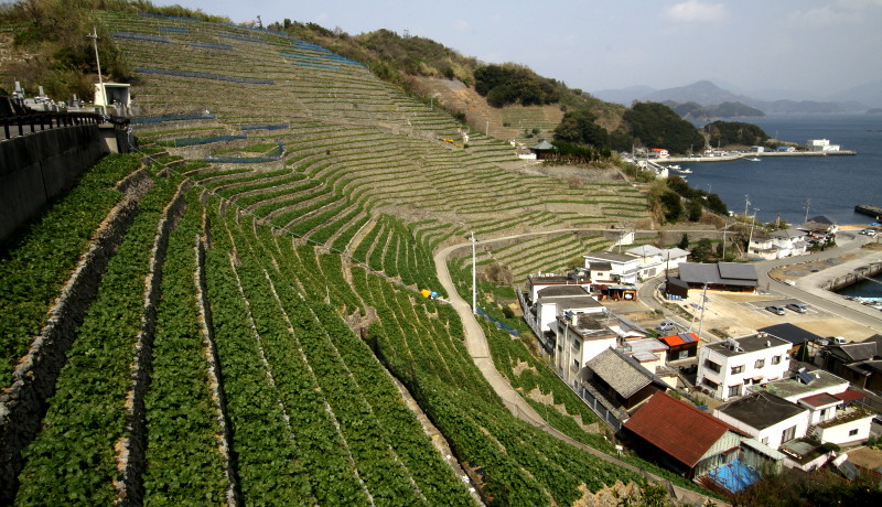 C]ދ}ΖʂɘAȂΊ_̔IFauVq׉Y̒iv