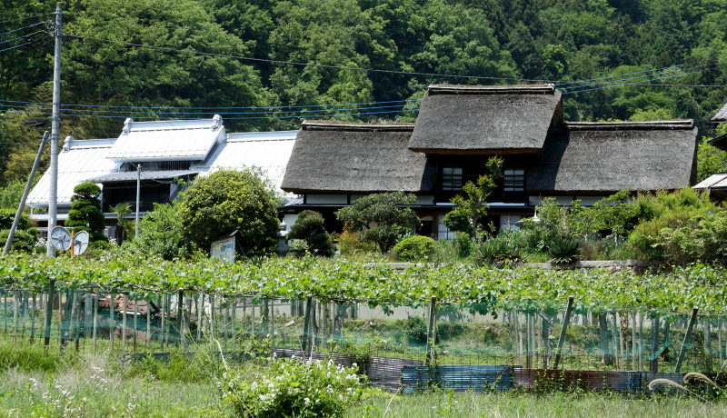 j[Nȓ˂グԁIRbBsuWvɎc`Ɖ