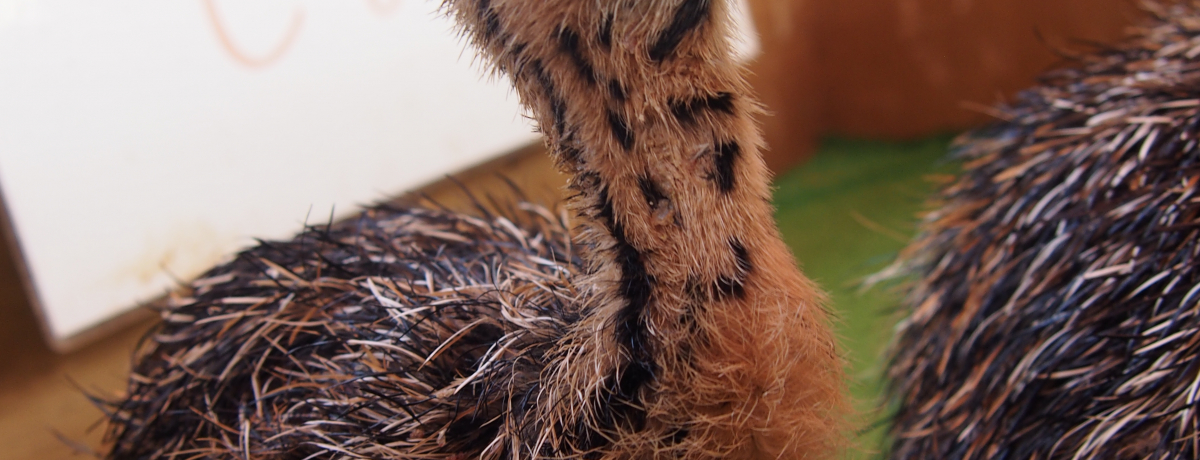 �Ԃ����̓^���V�݂����I�H���̒��X�|�b�g�u�_�`���E�����v