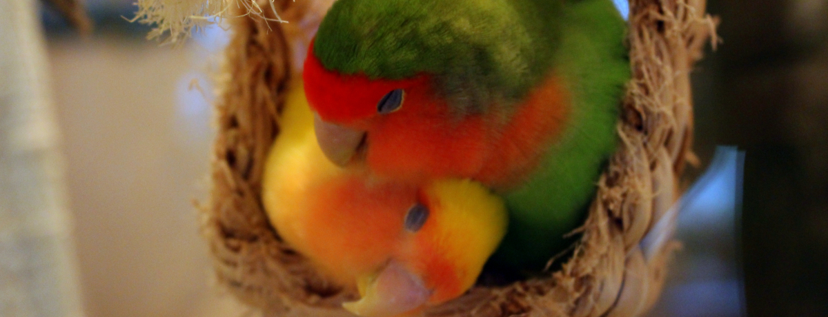 fBAŘbI킢uƂJtF\QvBӂӑ̌