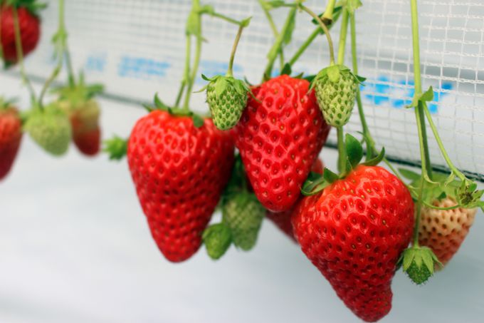 ����ނ̂�����1���ԐH�ו���I�֓��ő勉�u�z�J�������^�E���v���l�C�������I6����{�܂�