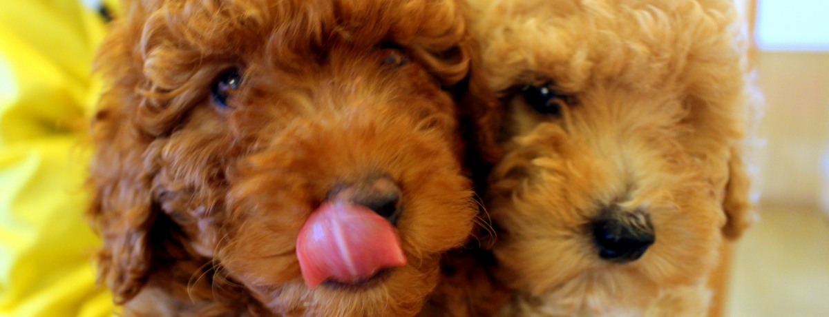 v킸LIu΂񃉃hv̓ɖKX|bgI