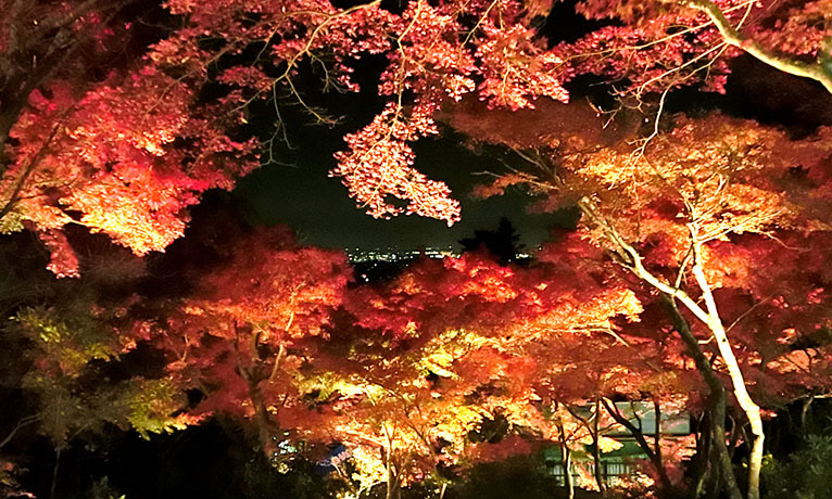 ̃p[X|bgu}gRvgt͖邪߁I