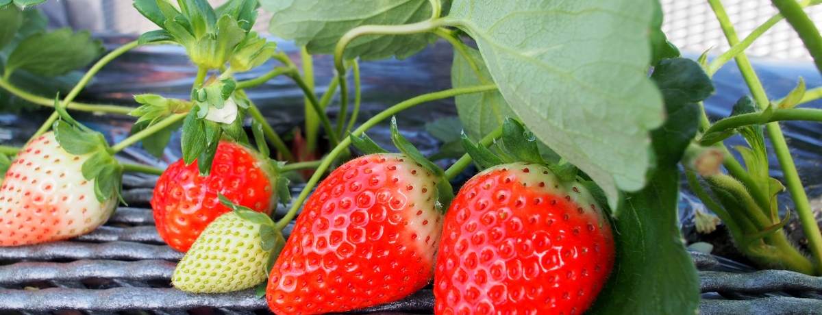 Ȗ؁u݂ԃXgx[t@[vłIpPAk