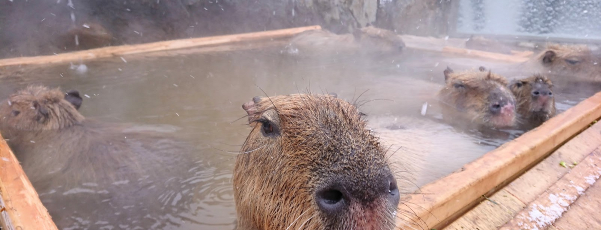 �����������������I�u�ߐ{�ǂ��Ԃ����v�~�G�V�[�Y���̖���