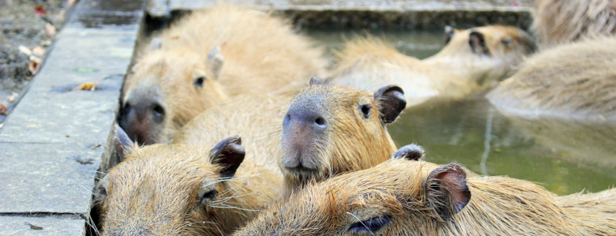 MEMEœIʌǂRuJsovʔI