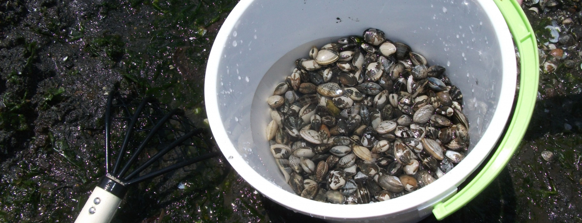 ����y���W���[�ɍœK�I���l�u�C�̌����v�Œ������I