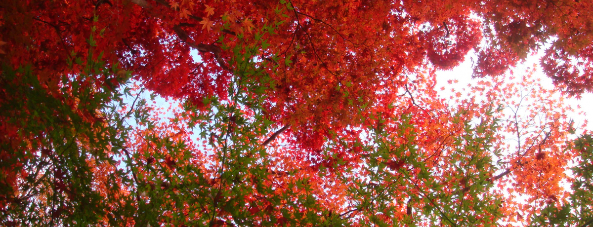 LnXA̍gtX|bgIH̐󎛌B