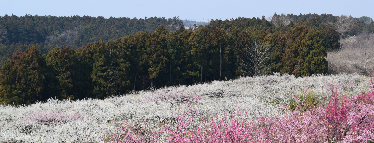 ���ނ�悤�ȉԂ̊C�I�Q�n�E�����~�сu�݂��Ɣ~�܂�v