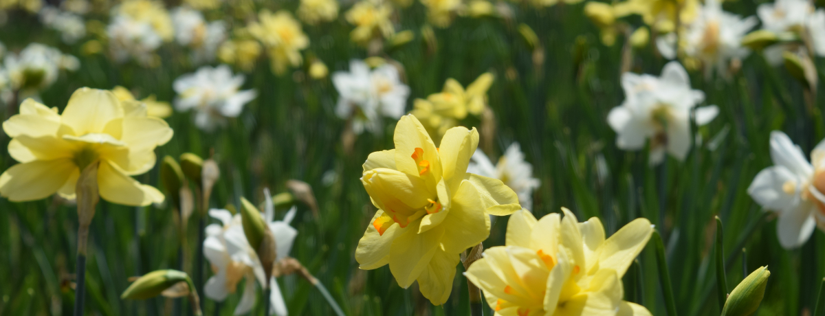 GWIQnEm݂Ȃ݃t[K[fuՂv