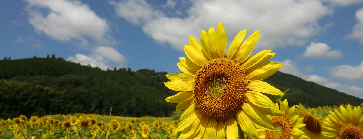 ɁEpuЂ܂ՂvƖOEzĂǂ