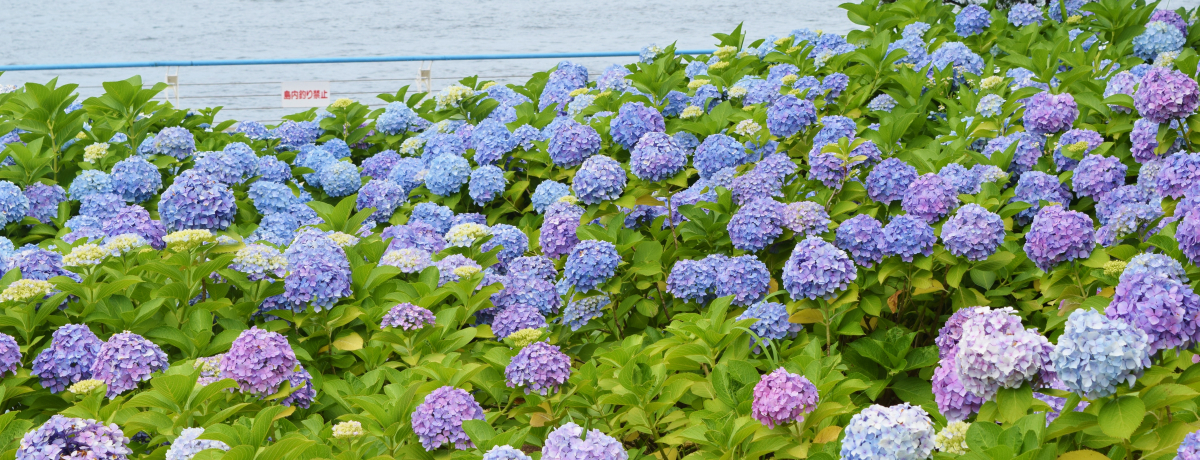 lEiV[p_CXuՁvCƂ̃R{I