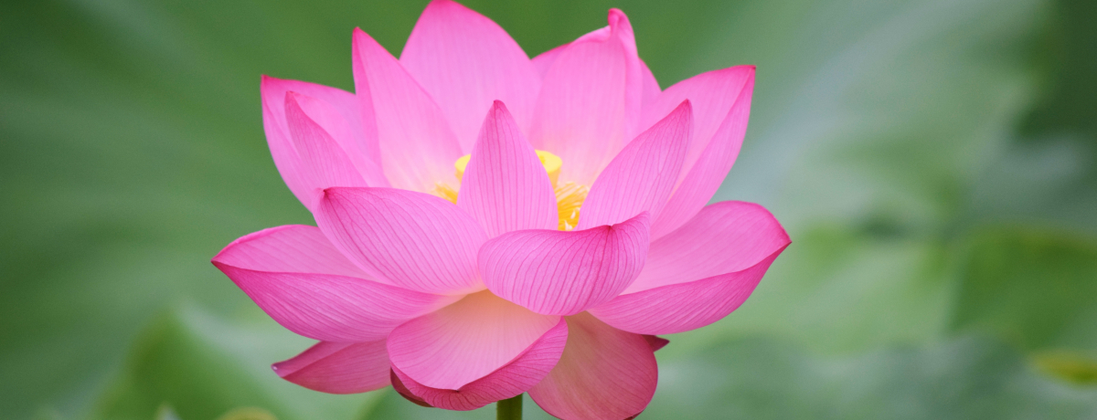 Ă͉̒lEO≀uϘ@vցBÌz⒩HI