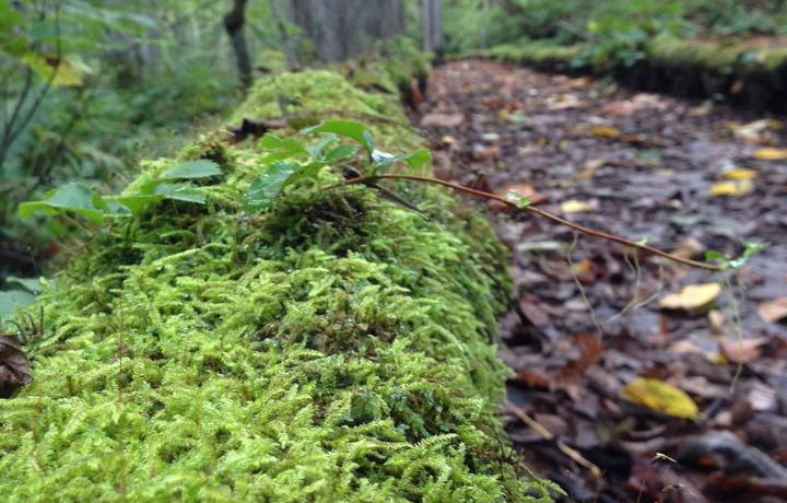 gtԋ߂̉kIۂDȂ΂Ƃ̃RgXgy߂܂II