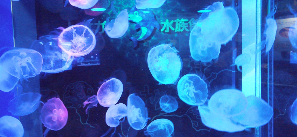 ���z�I�ȃN���Q�͕K���I���B�I�C���J�V���[�������u���Ȃ��퐅���فv