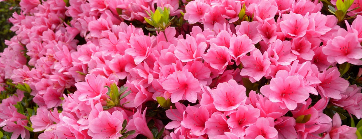 ccW̐inEÐ_Ђ͂܂ŏo_Ђ̂悤ȃp[X|bgI