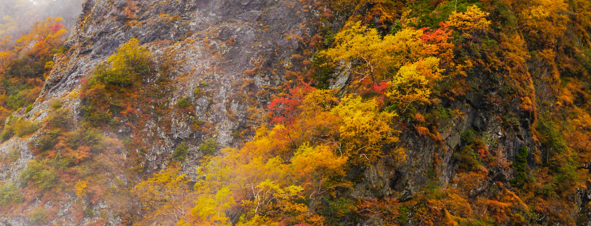 �����F�̎O�p���u�k�x�o�b�g���X�v�̍g�t�͑z���𒴂����������i�I