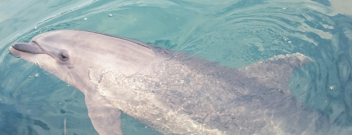 �C���J�ƈꏏ�ɉj�����I�W�H���u����̂Ђ�h���t�B���t�@�[���v