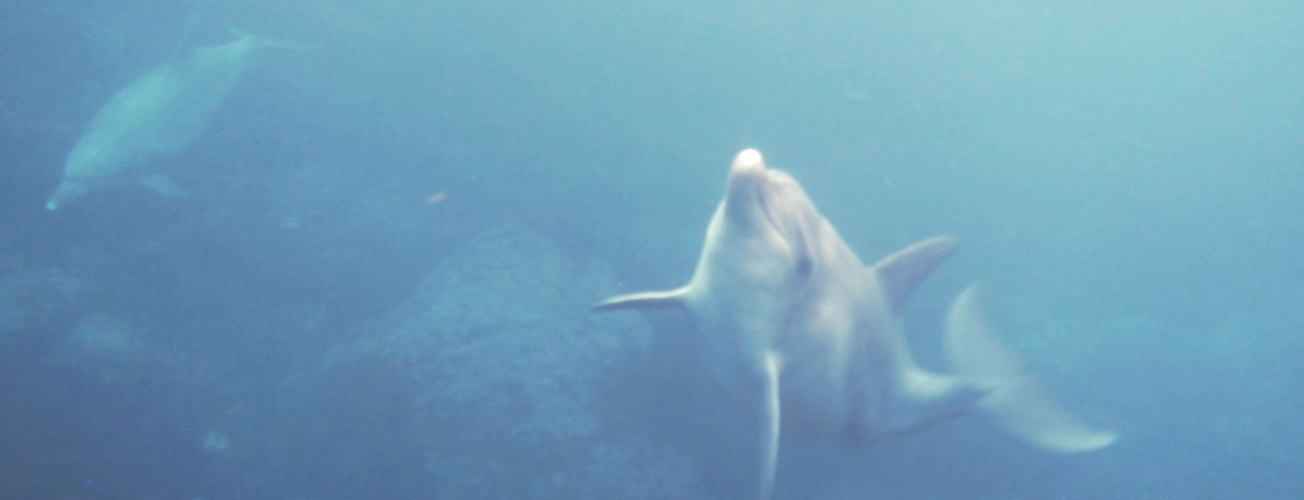 TsI䑠Ŗ쐶̃CJƈꏏɉjI