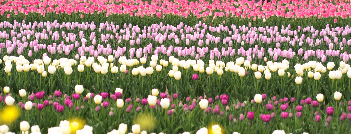 ɁEAn̏t̗IƂ`[bv܂ƏoΊό