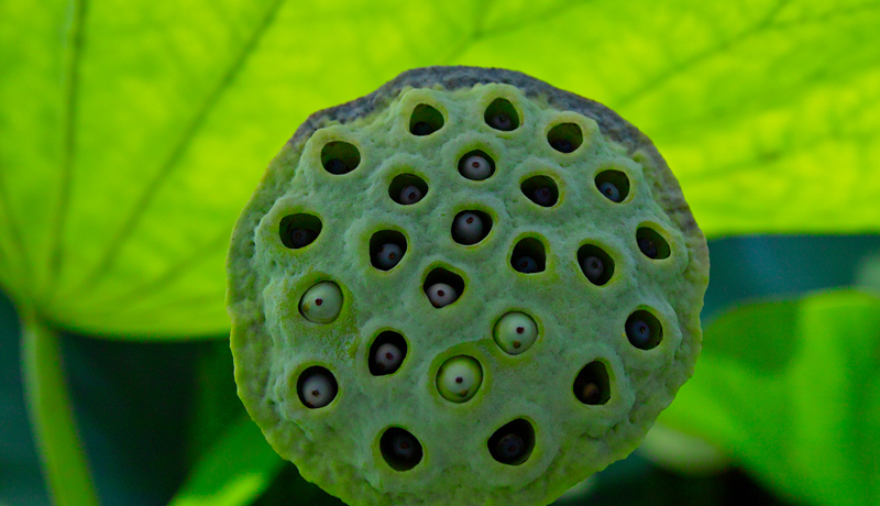 �Ă������J�I�閧�̘@�r���S��Ñ�@ ����s�u���s���v