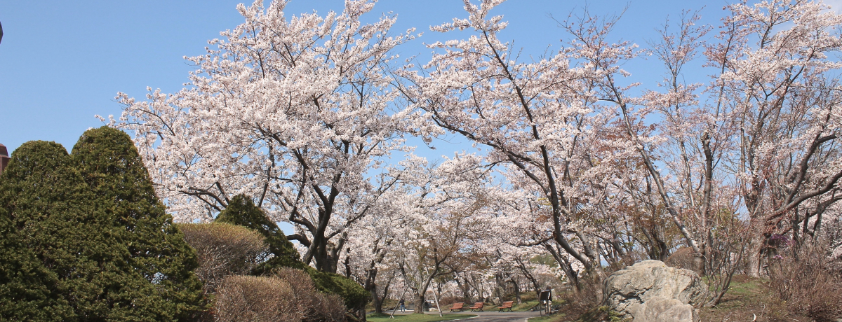 8000�{�̐�i�����؁I�k�C���Ύ�s�u�˓c�L�O��n�����v