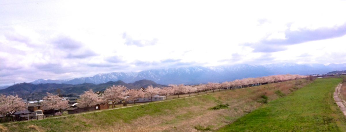 Ă͓{IVuv2000{̍؂I