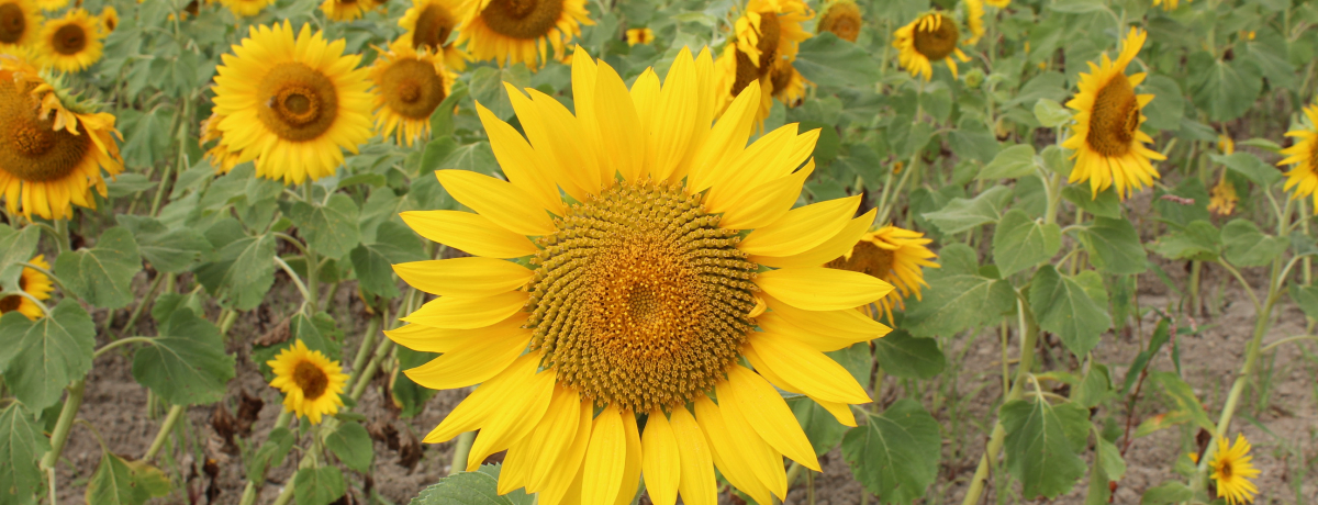 kCukvĂ̈CxgIЂ܂܂̊yݕ