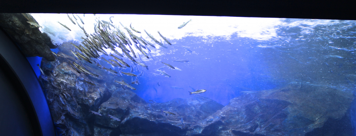 삪鐅Ɠ{́uCgEvIkCuk̑n̐فv