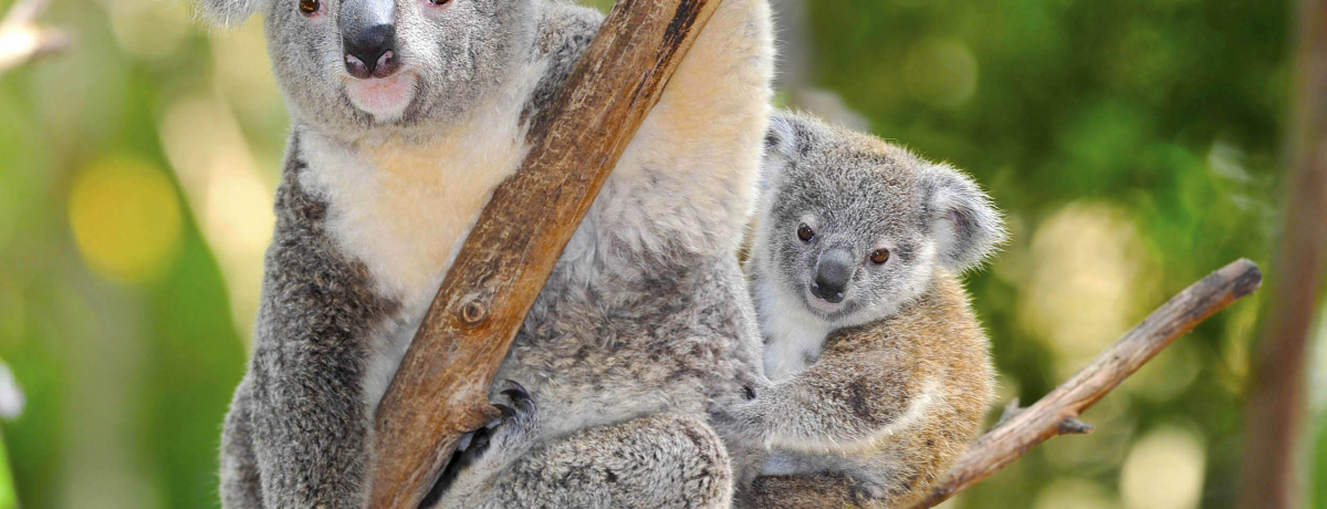 �I�[�X�g�����A�̊�{���܂�킩��I���s���𗧂��K�C�h