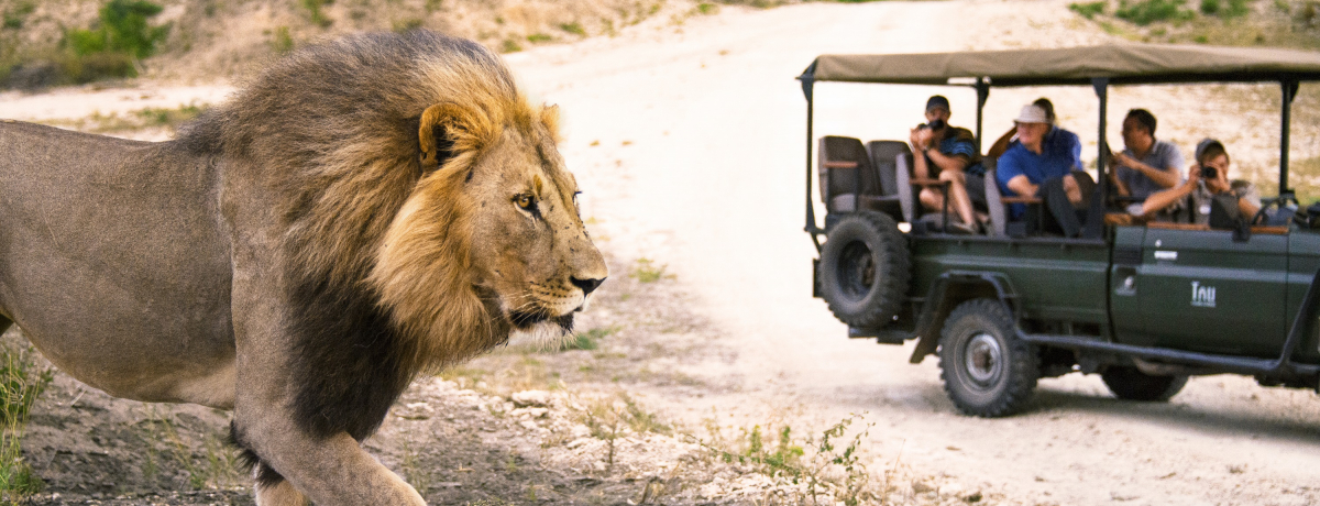 ��A�t���J�E�N���[�K�[���������Ŗ��̃T�t�@���I�e�q�ōō��̎��R������