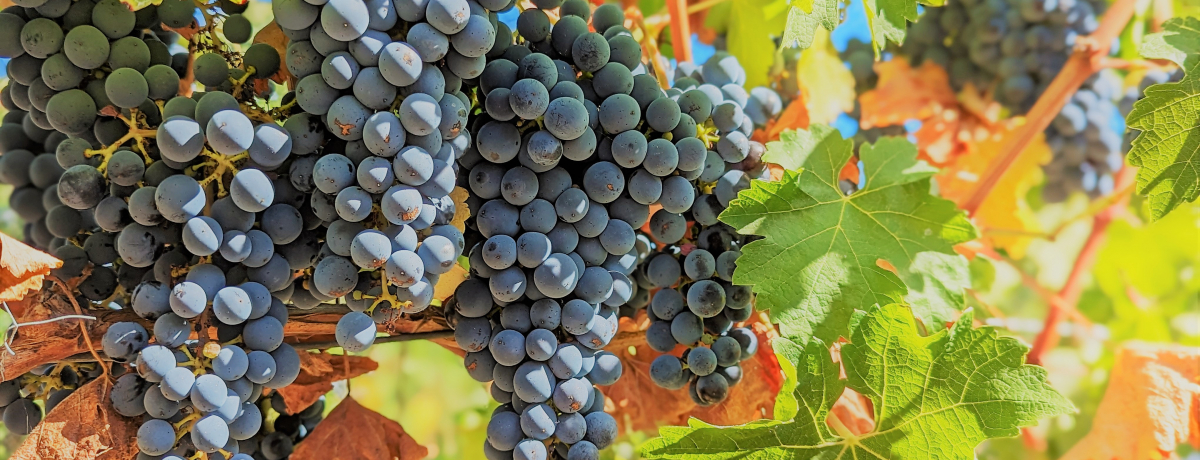 y2023NzCȂII[XgABu}[KbgEo[vό