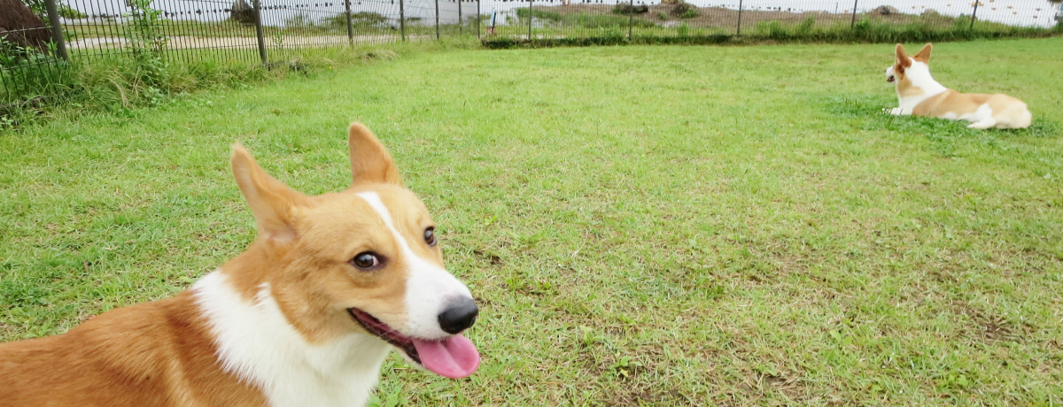 ybg厏vf[XIH΍W[i̐Xuʂ̂Re[Wv𖞋i